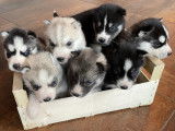 Chiots de race Husky Sibérien à vendre (4 femelles & 3 mâles)