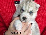 Chiots de race Husky Sibérien à vendre (4 femelles & 3 mâles)