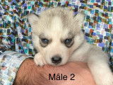 Chiots de race Husky Sibérien à vendre (4 femelles & 3 mâles)