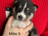 Chiots de race Husky Sibérien à vendre (4 femelles & 3 mâles)
