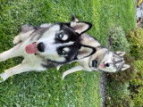 Chiots de race Husky Sibérien à vendre (4 femelles & 3 mâles)