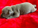 Chiots femelles Staffordshire Bull Terrier à vendre