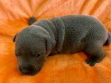 Chiots femelles Staffordshire Bull Terrier à vendre