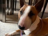 Mâle Bull Terrier Miniature disponible pour saillie