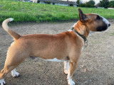 Mâle Bull Terrier Miniature disponible pour saillie