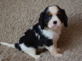 3 magnifiques chiots Cavalier King Charles LOF à vendre