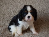 3 magnifiques chiots Cavalier King Charles LOF à vendre