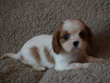 3 magnifiques chiots Cavalier King Charles LOF à vendre