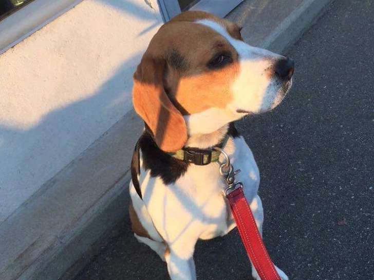 Cherche femelle Beagle pour faire une saillie