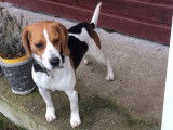 Cherche femelle Beagle pour faire une saillie