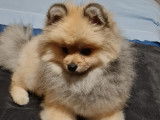 Mâle Spitz Allemand disponible pour saillie