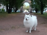 Mâle Spitz Japonais disponible pour saillie