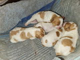 Chiots Épagneul Breton LOF à vendre