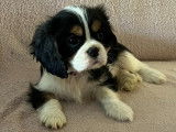 Jolis chiots Cavalier King Charles à vendre