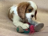 Jolis chiots Cavalier King Charles à vendre