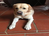 Shepherd, mâle Labrador Retriever LOF disponible pour saillie