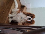 Mâle Cavalier King Charles blenheim disponible pour saillie