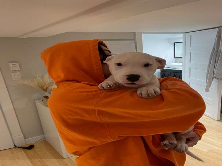 Chiot de type American Pitbull Terrier à vendre