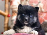 Chiots Pomsky F4+ certifiés à vendre