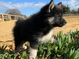Chiots Pomsky F4+ certifiés à vendre