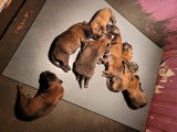 Chiots Berger Belge Tervueren LOF à vendre