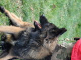 Chiots Berger Belge Tervueren LOF à vendre