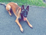 Mâle Malinois disponible pour saillie