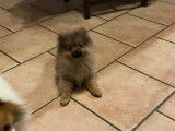 Chiots Spitz Allemand