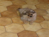 Chiots Spitz Allemand