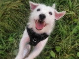 Mâle Terrier Jack Russell blanc disponible pour saillie