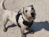 Mâle Terrier Jack Russell blanc disponible pour saillie