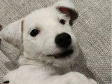 Mâle Terrier Jack Russell blanc disponible pour saillie