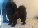 Chow Chow LOF et confirmé disponible pour saillie