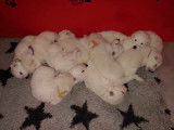 Chiots Bergers Blancs Suisse LOF Disponibles de Suite