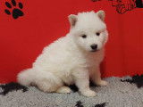 Chiots Bergers Blancs Suisse LOF Disponibles de Suite