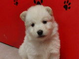 Chiots Bergers Blancs Suisse LOF Disponibles de Suite