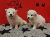 Chiots Bergers Blancs Suisse LOF Disponibles de Suite