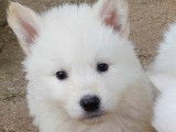 Chiots Bergers Blancs Suisse LOF Disponibles de Suite