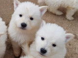 Chiots Bergers Blancs Suisse LOF Disponibles de Suite