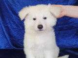 Chiots Bergers Blancs Suisse LOF Disponibles de Suite