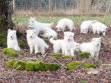 Chiots Bergers Blancs Suisse LOF Disponibles de Suite