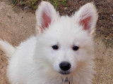 Chiots Bergers Blancs Suisse LOF Disponibles de Suite