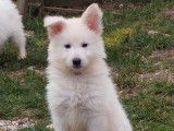 Chiots Bergers Blancs Suisse LOF Disponibles de Suite