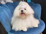 Twister Junior, mâle Bichon Maltais disponible pour saillie