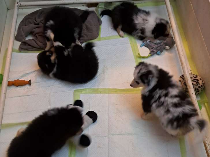Chiots de race Colley à Poil Long à vendre (3 femelles & 2 mâles)