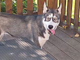 Chienne Husky Sibérien à donner