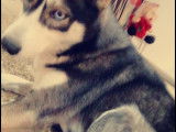 Chienne Husky Sibérien à donner