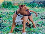 2 chiots mâles Amstaff LOF à la vente