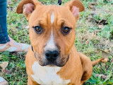 2 chiots mâles Amstaff LOF à la vente