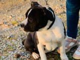 2 chiots mâles Amstaff LOF à la vente